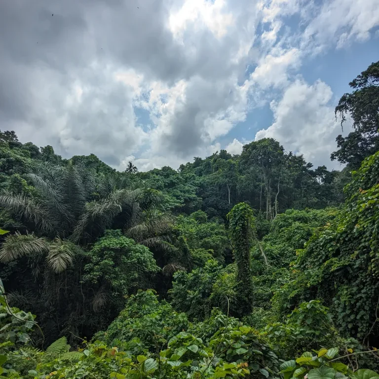 Monkey Forrest Ubud mit KIndern