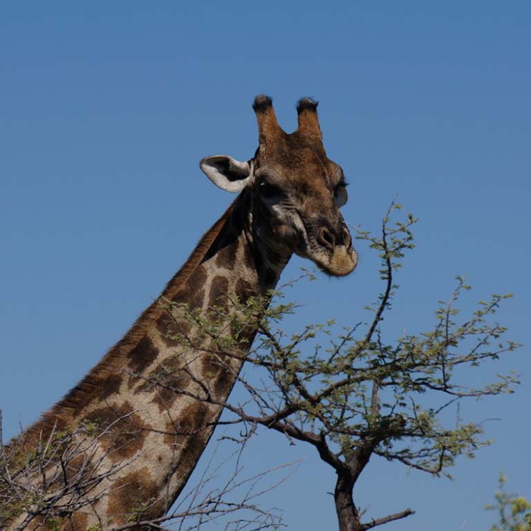 Giraffe im Etosha Giraffe im Etosha