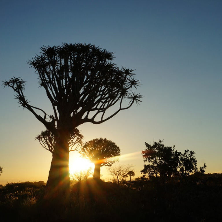 Sonnenuntergang im Quivertree Forest campen Sonnenuntergang im Quivertree Forest campen